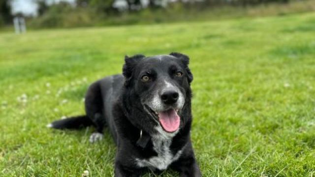 Pet Image